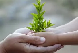Hands holding a young green plant