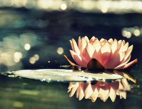 Pink lotus flower floating on water